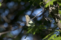 Least Flycatcher tentative 6775